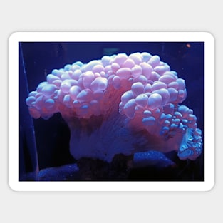 Bubble coral, Oahu, Hawaii Sticker